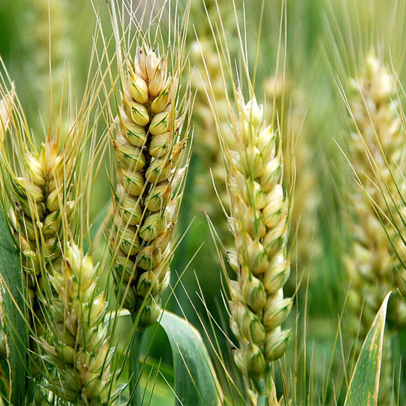 Pulbere de iarbă de orz Pulbere de iarbă de orz